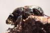 Onthophagus similis